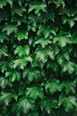 Girl Reading and Walking on Grass, Phone
