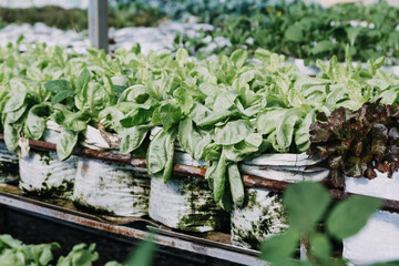 female farmer working early on farm holding wood basket of fresh vegetables and tablet.