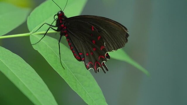 Parides photinus, The Pink-Spotted Cattleheart Butterfly on Leaf - Macro Close Up