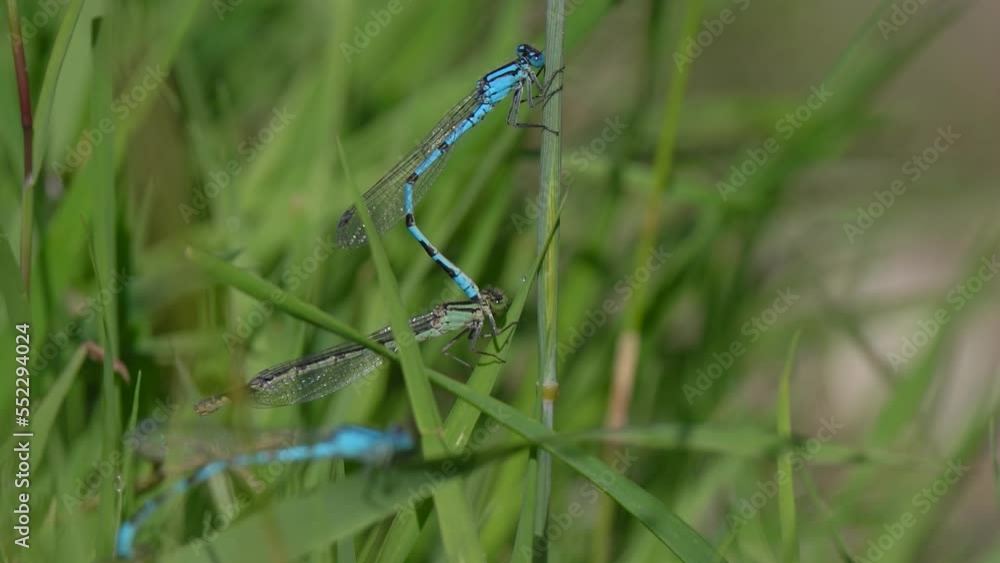 Poster multiple damselfly in pair mating and fly off - close up static