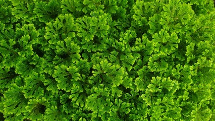 Selaginella apoda- green Spike Moss fern.