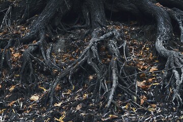 Exposed roots of big tree near the river bank at autumn