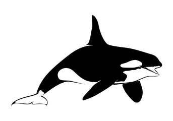  Vector illustration of a whales . dolphin silhouette isolated on white