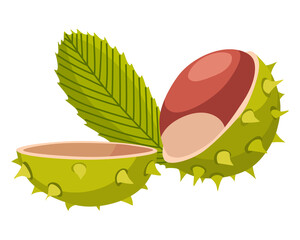 Chestnuts cracked shell with prickles. illustration. Design element for poster, packaging, banner and wrapping paper