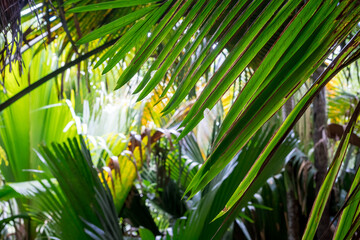 Fototapeta na wymiar Tropical palm tree with sun light. A tropical forest. Palm leaves close up. Vacation and nature travel adventure concept.