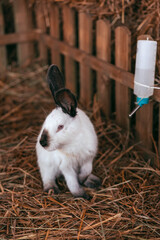  white rabbit walking in the garden. Cute farm animals. White rabbit with black spots.