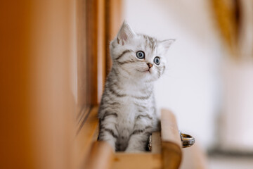 Katzenkind im Kaus, Wohnung, Wohnzimmer, Kätzchen