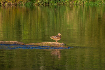 Mallard duck perched on the old tree trunk floating in the river. Beautiful green reflections on the water