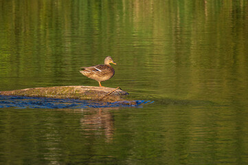 Mallard duck perched on the old tree trunk floating in the river. Beautiful green reflections on the water

