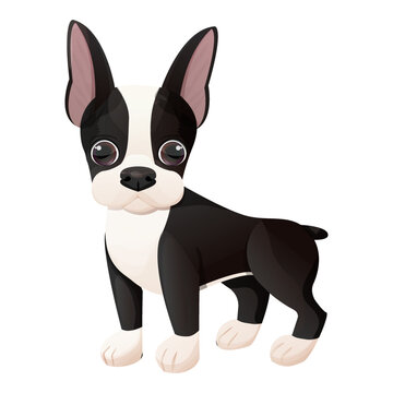 Boston terrier cool puppy standing in cartoon style isolated on white background. Cute dog, print design