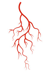 Human veins. Red silhouette vessel, arteries or capillaries on white background. Concept anatomy element for medical science. isolated symbol of blood system