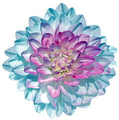 Turquoise   dahlia  flower  on  isolated background with clipping path. Closeup. For design. Transparent background.  Nature.