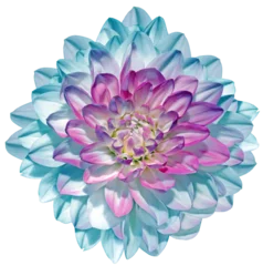  Turquoise   dahlia  flower  on  isolated background with clipping path. Closeup. For design. Transparent background.  Nature. © nadezhda F