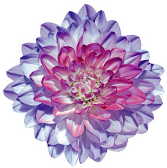 Purple  dahlia  flower  on  isolated background with clipping path. Closeup. For design. Transparent background.   Nature.