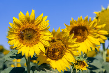Several large young unripe yellow sunflowers (Helianthus annuus) with large sweat bees collecting nectar on inflorescences, foreground in focus, background unfocused, against bright blue summer sky
