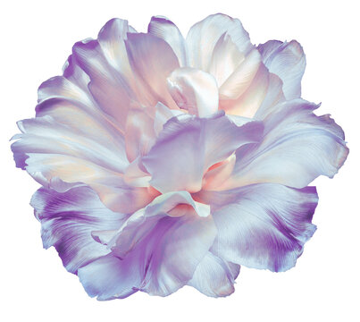 Light purple  tulip flower  on  isolated background with clipping path. Closeup.   For design.  Transparent background.   Nature.