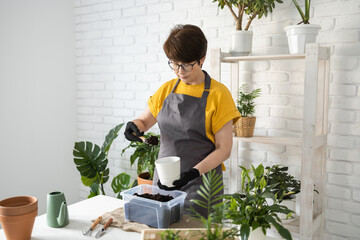 Spring houseplant care, repotting houseplants. Waking up indoor plants for spring. Middle aged woman is transplanting plant into new pot at home. Gardener transplant plant Spathiphyllum