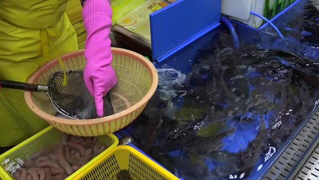 Buyer is choosing the live fish on the Jagalchi Fish Market. Busan, South Korea