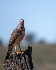 Juvenile pale chanting goshawk