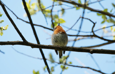 robin on branch