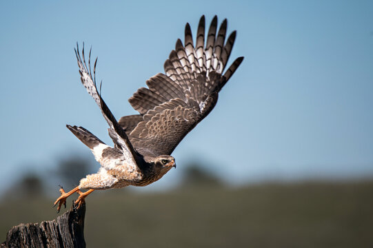 Juvenile pale chanting goshawk taking flight