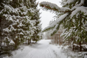 A snowfall in a forest, winter mood, beautiful snowy winter forest. selective focus