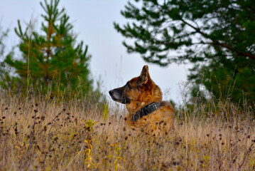 Fototapeta na wymiar German shepherd dog in autumn grassy field