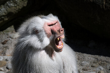 Adult alpha monkey grey fur hair close up of a baboon Baboon monkey Pavian, genus Papio screaming out loud with large open mouth and showing pronounced sharp teeth in a loud and dominant behaviour. 