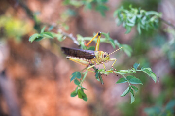 grasshopper on the grass