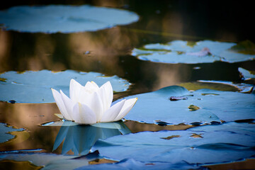 A beautiful water lily reflecting light with his white petals. - 552297812