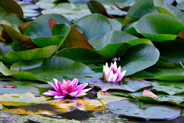 Waterlily flowers in the middle of big green leaf - 552297831