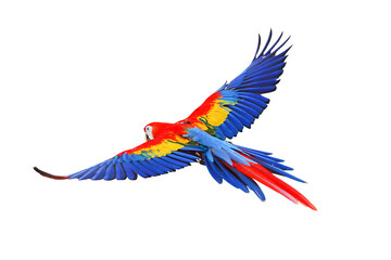 Scarlet macaw parrot flying isolated on transparent background.
