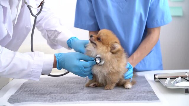 Two doctors are examining him. Veterinary medicine concept. Pomeranian in a veterinary clinic.