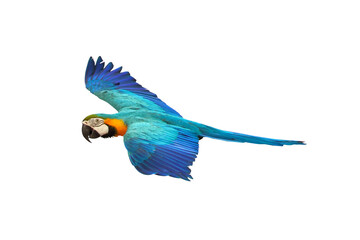 Colorful macaw parrot flying isolated on transparent background.