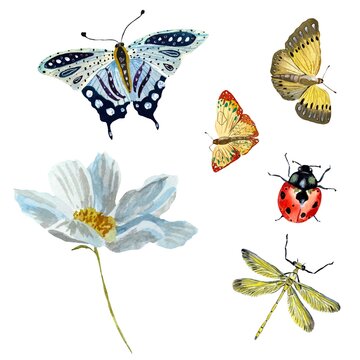 Butterfly ladybug dragonfly red blue a watercolor