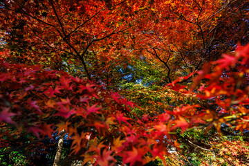 京都東福寺の紅葉