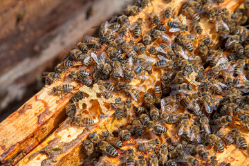 Open hive showing the bees swarming on a honeycomb..