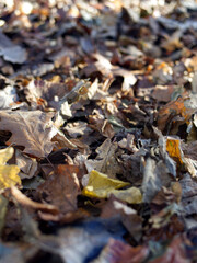 Close up views of autumn leaves on the ground in early winter sun.
