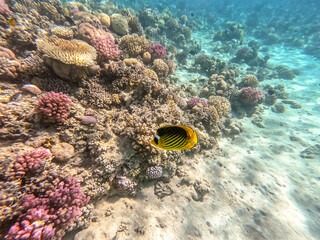 Fototapeta na wymiar Diagonal butterflyfish (Chaetodon fasciatus) at the Red Sea coral reef..
