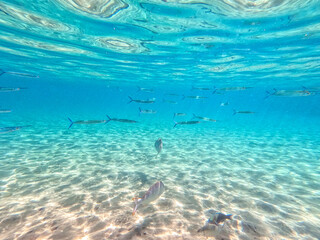 Garfish or Needlefish (Tylosurus crocodilus) at coral reef..