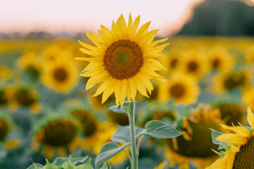 Fototapeta premium A lot of blooming sunflowers in the rays of the sun in the field.