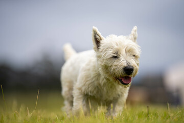 old white West Highland White Terrier in a field