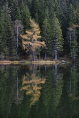 reflection of trees in the lake