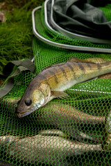 Freshwater zander on keepnet with fishery catch in it..