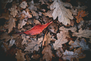 autumn leaves on the ground