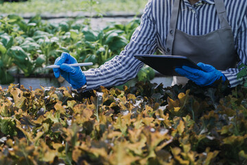 female farmer working early on farm holding wood basket of fresh vegetables and tablet.