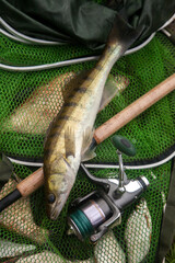 Freshwater zander and fishing rod with reel on keepnet with fishery catch in it..