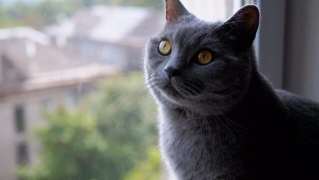 Large Gray British Cat Sitting on Windowsill Looking at the Window on the Street. A bored domestic fluffy cat looks at residential buildings through a blurred glass in the rays of sunlight. Indoors.