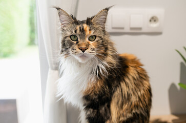 Portrait of main coon in the kitchen