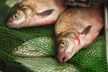 Two big freshwater common bream fish and fishing rod with reel on green fishing net..